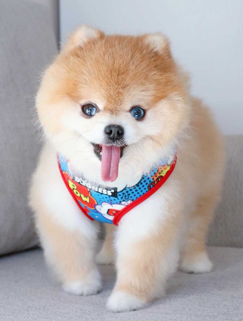 Dogness Boom Göğüs Tasması