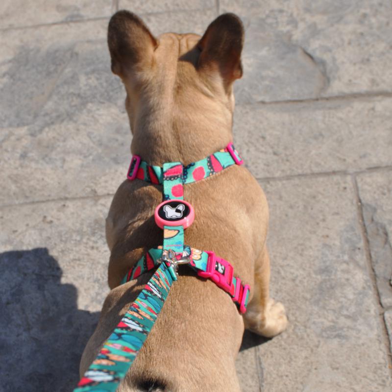 Dogness Butterfly H Tipi Göğüs Tasması (Airtag Kapsül hediyeli)