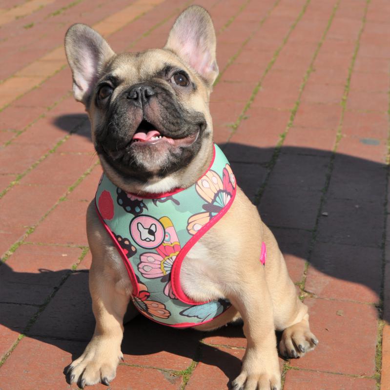 Dogness Butterfly Göğüs Tasması