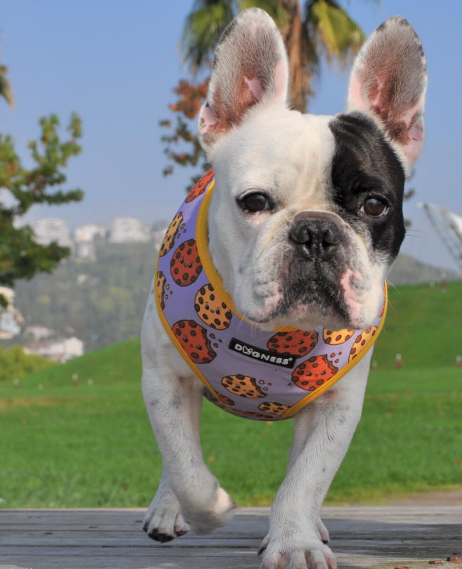 Dogness Cookie Göğüs Tasması