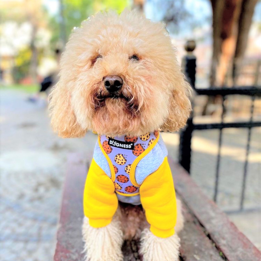 Dogness Cookie Göğüs Tasması