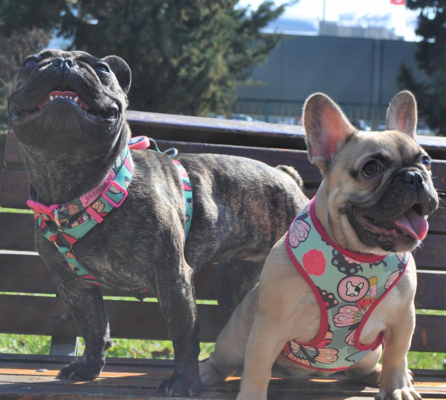 Dogness Butterfly H Tipi Göğüs Tasması (Airtag Kapsül hediyeli)