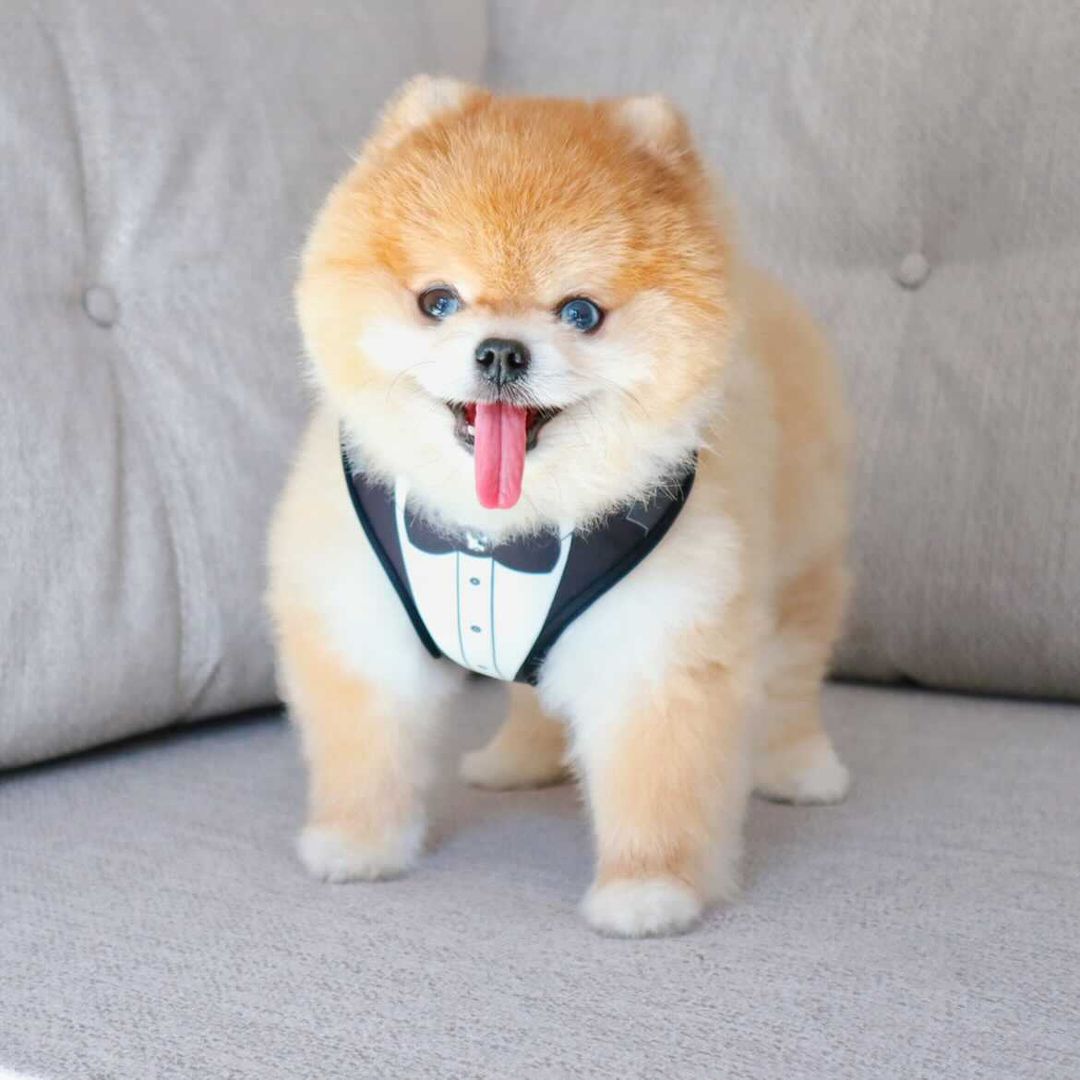Dogness Smokin Siyah Göğüs Tasması