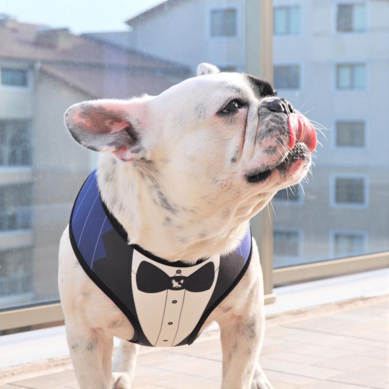 Dogness Smokin Lacivert Göğüs Tasması