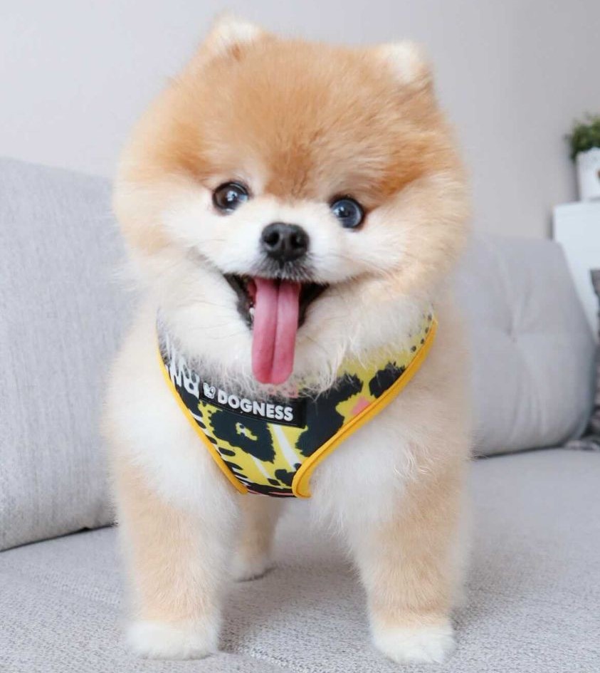 Dogness Leopard Göğüs Tasması