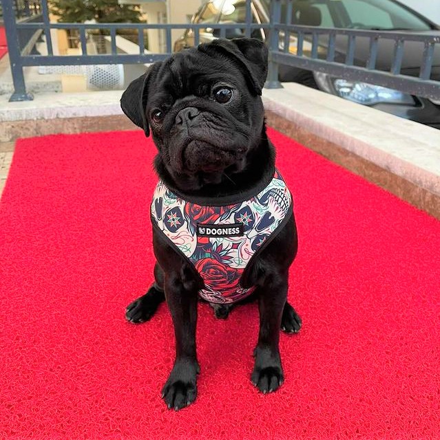Dogness Rockstar Göğüs Tasması