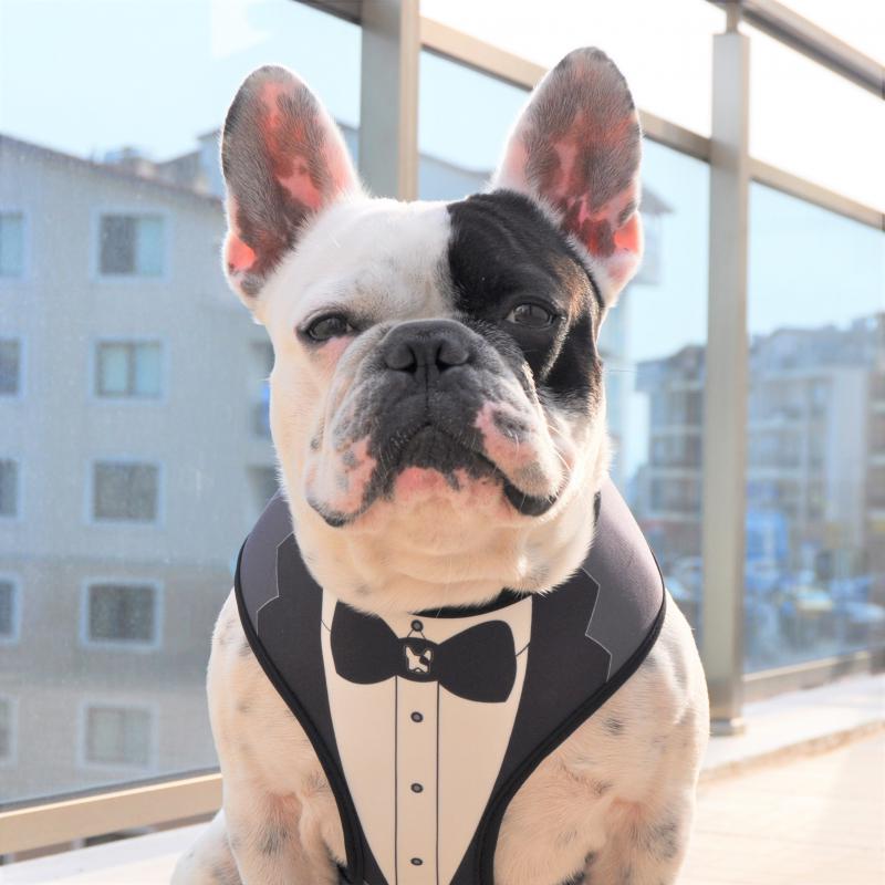 Dogness Smokin Siyah Göğüs Tasması