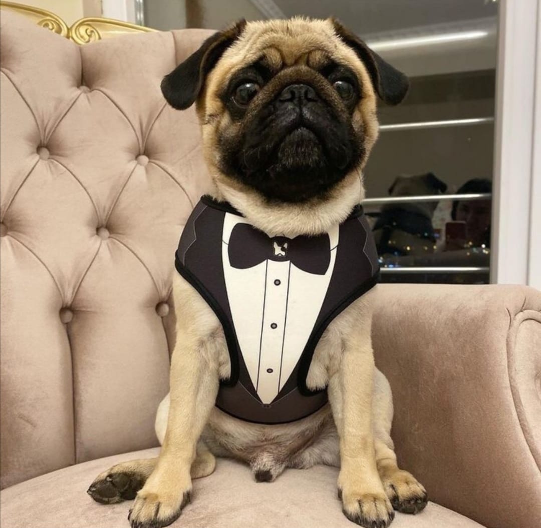 Dogness Smokin Siyah Göğüs Tasması