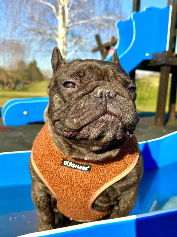 Dogness Teddy Köpek Göğüs Tasması