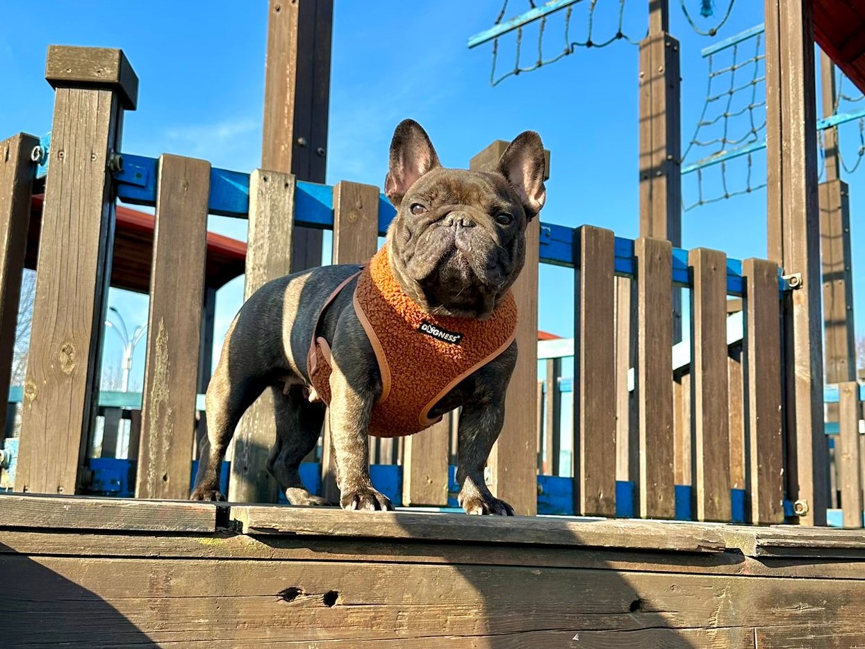 Dogness Teddy Köpek Göğüs Tasması