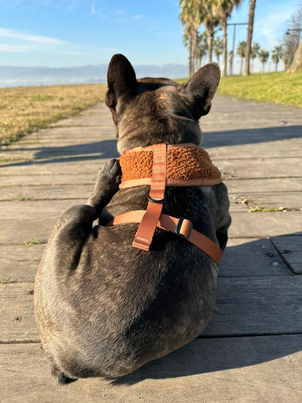 Dogness Teddy Köpek Göğüs Tasması