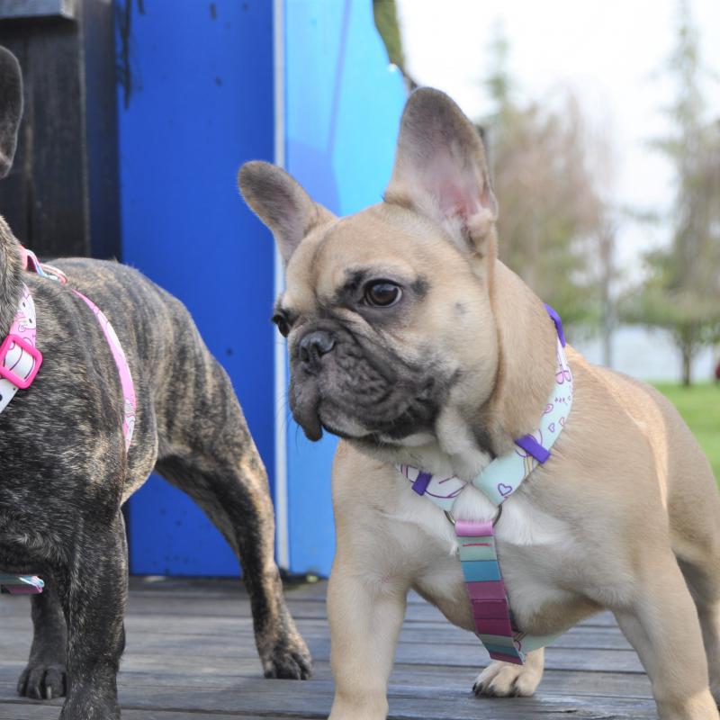 Dogness Unicorn Mavi H Tipi Göğüs Tasması (Airtag Kapsül hediyeli)