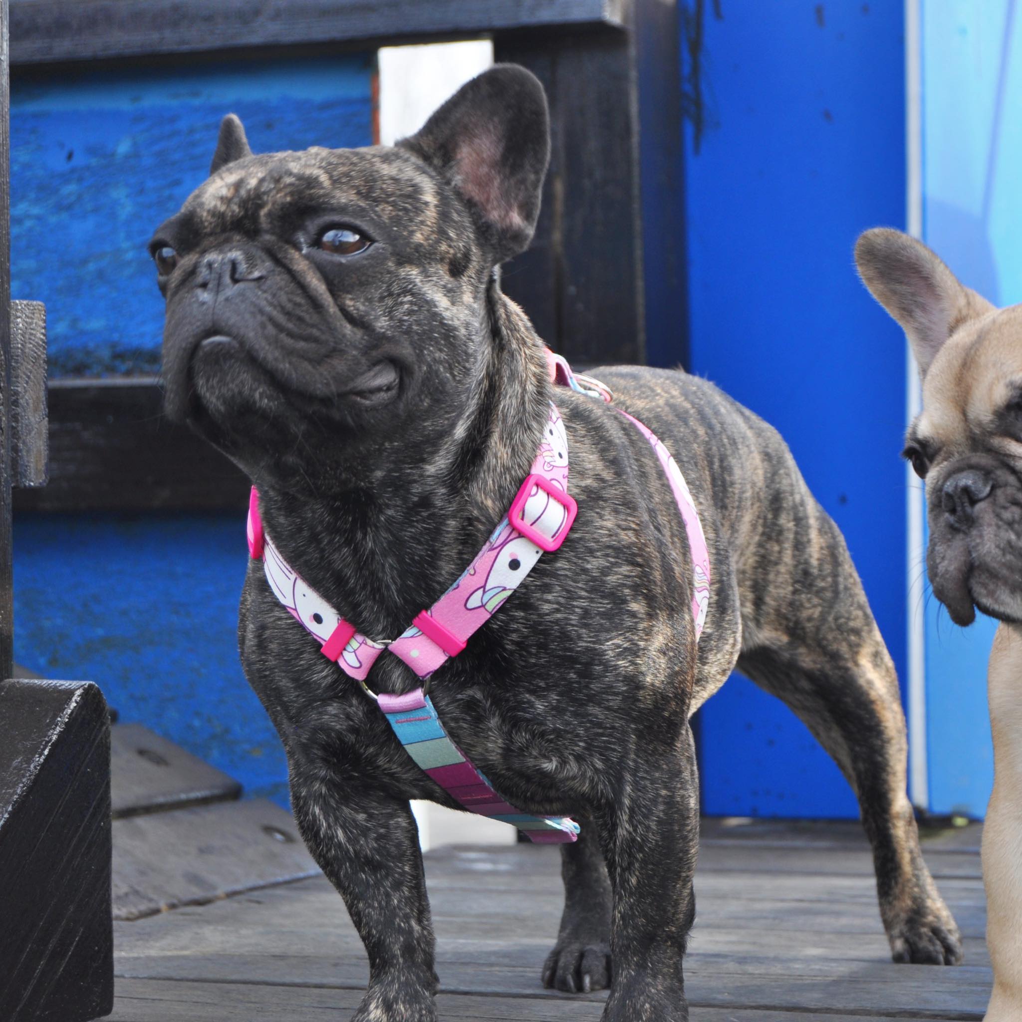 Dogness Unicorn Pembe H Tipi Göğüs Tasması (Airtag Kapsül hediyeli)