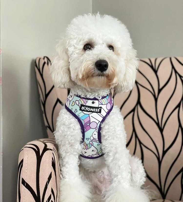 Dogness Unicorn Mavi Göğüs Tasması