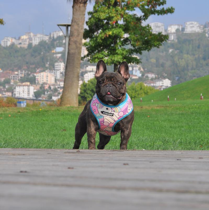 Dogness Unicorn Pembe Göğüs Tasması