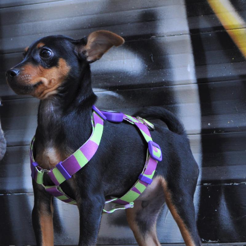 Dogness Wakanda H Tipi Göğüs Tasması (Airtag Kapsül hediyeli)