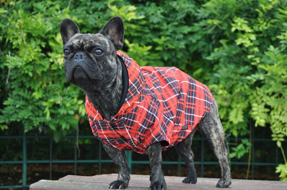 Dogness Red Line Köpek Yağmurluğu