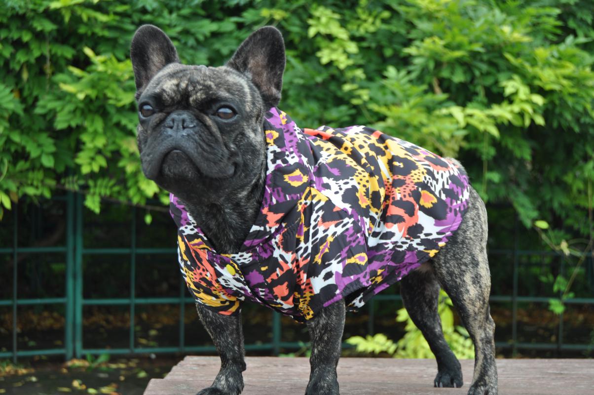 Dogness Leopard Köpek Yağmurluğu