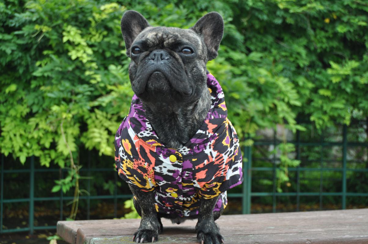 Dogness Leopard Köpek Yağmurluğu