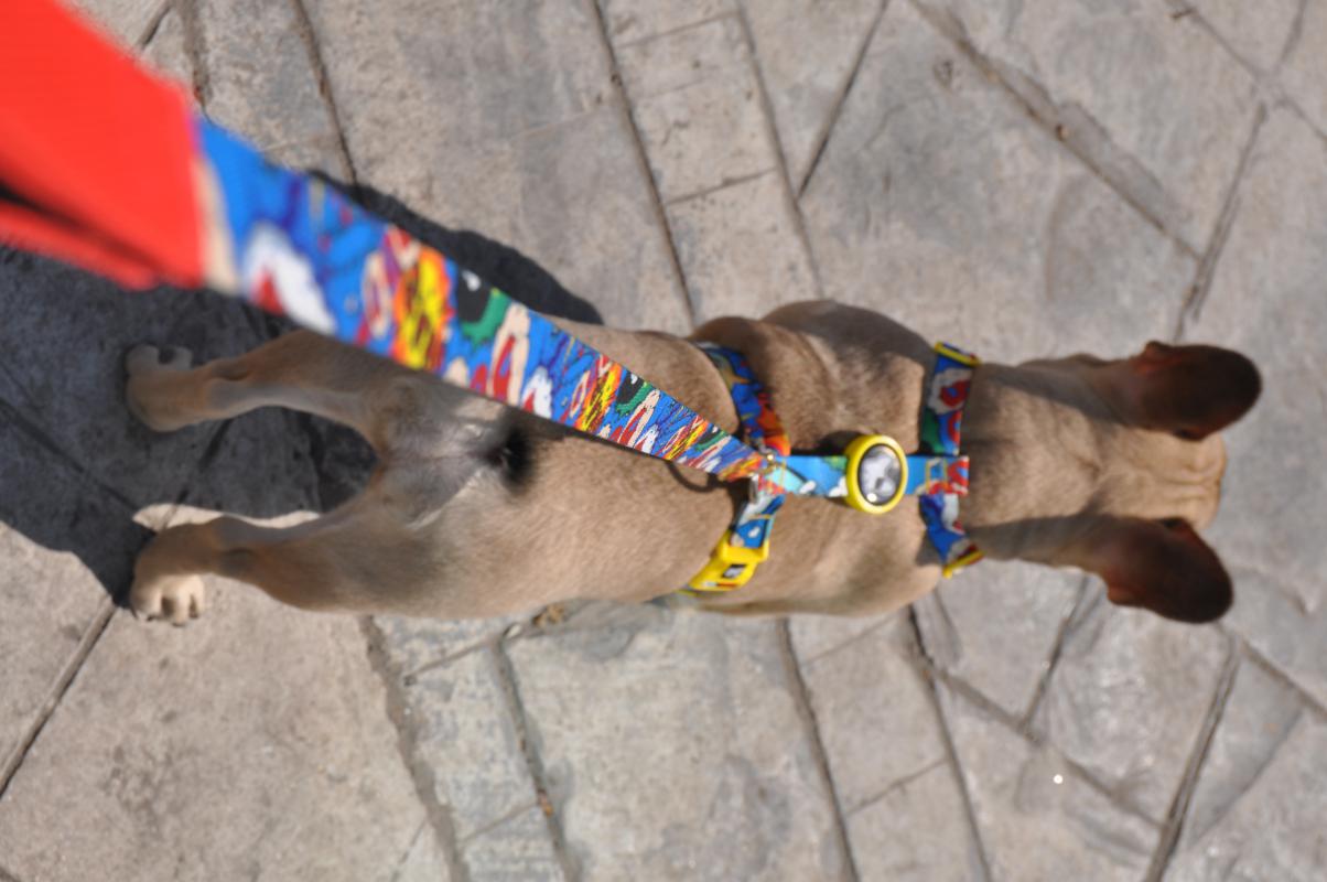 Dogness Boom Gezdirme İpi