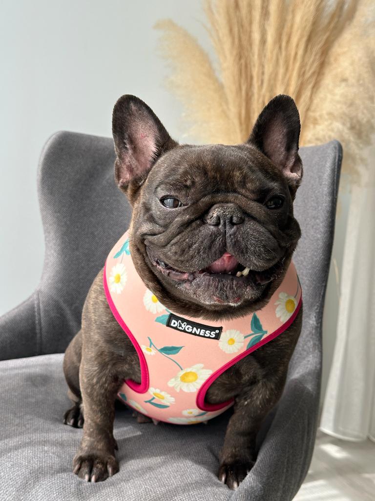 Dogness Daisy Göğüs Tasması