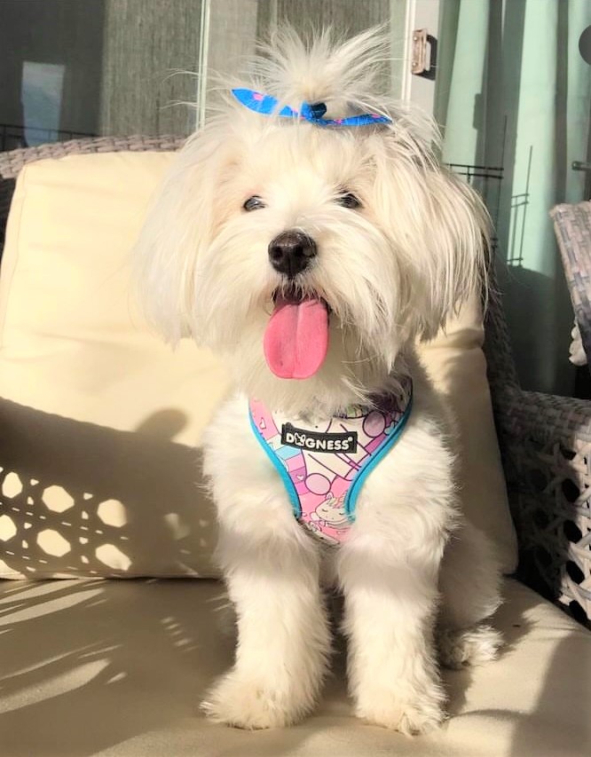 Dogness Unicorn Pembe Göğüs Tasması