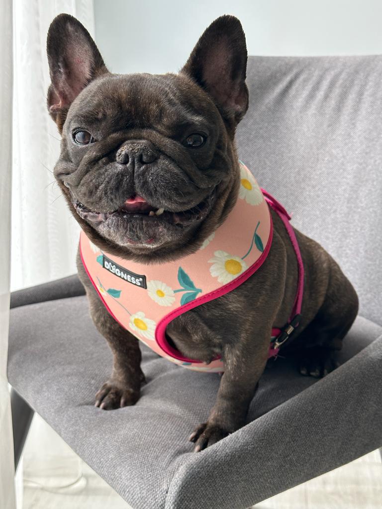 Dogness Daisy Göğüs Tasması