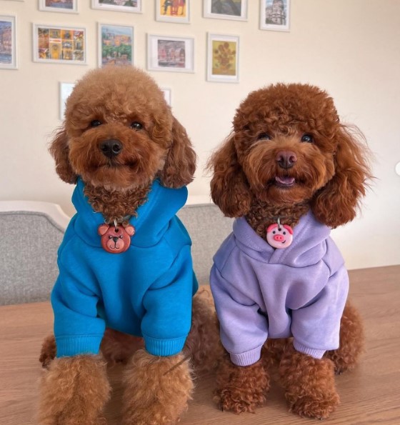 Dogness Mavi  Köpek Kapüşonlu Sweatshirt