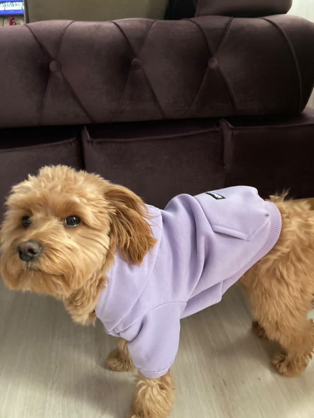 Kapüşonlu Köpek Sweatshirt - Dogness