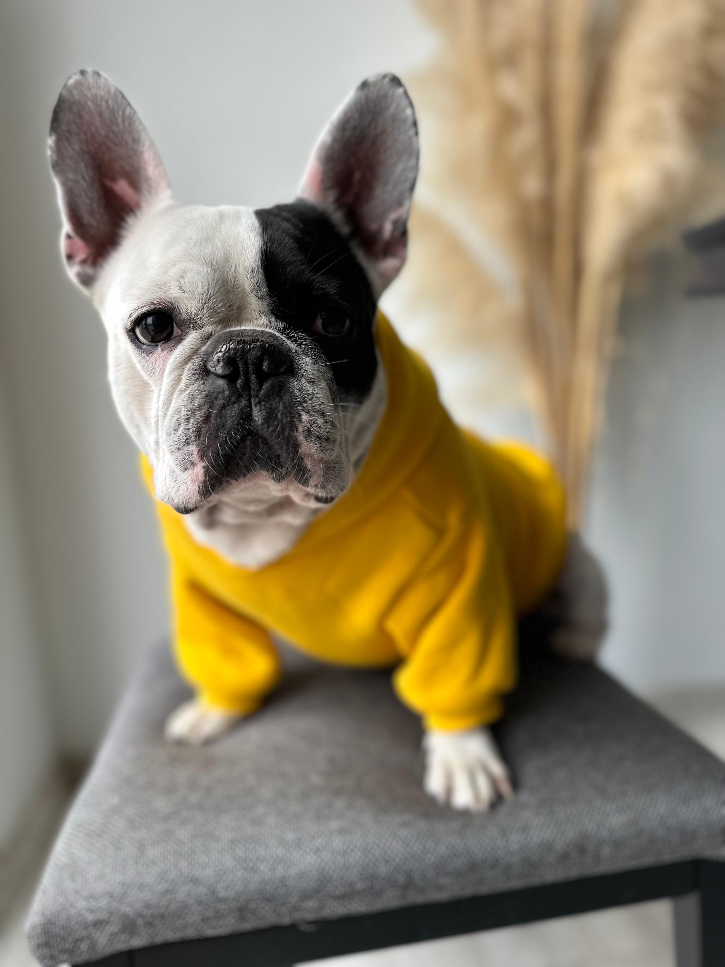 Dogness Sarı Köpek Kapüşonlu Sweatshirt