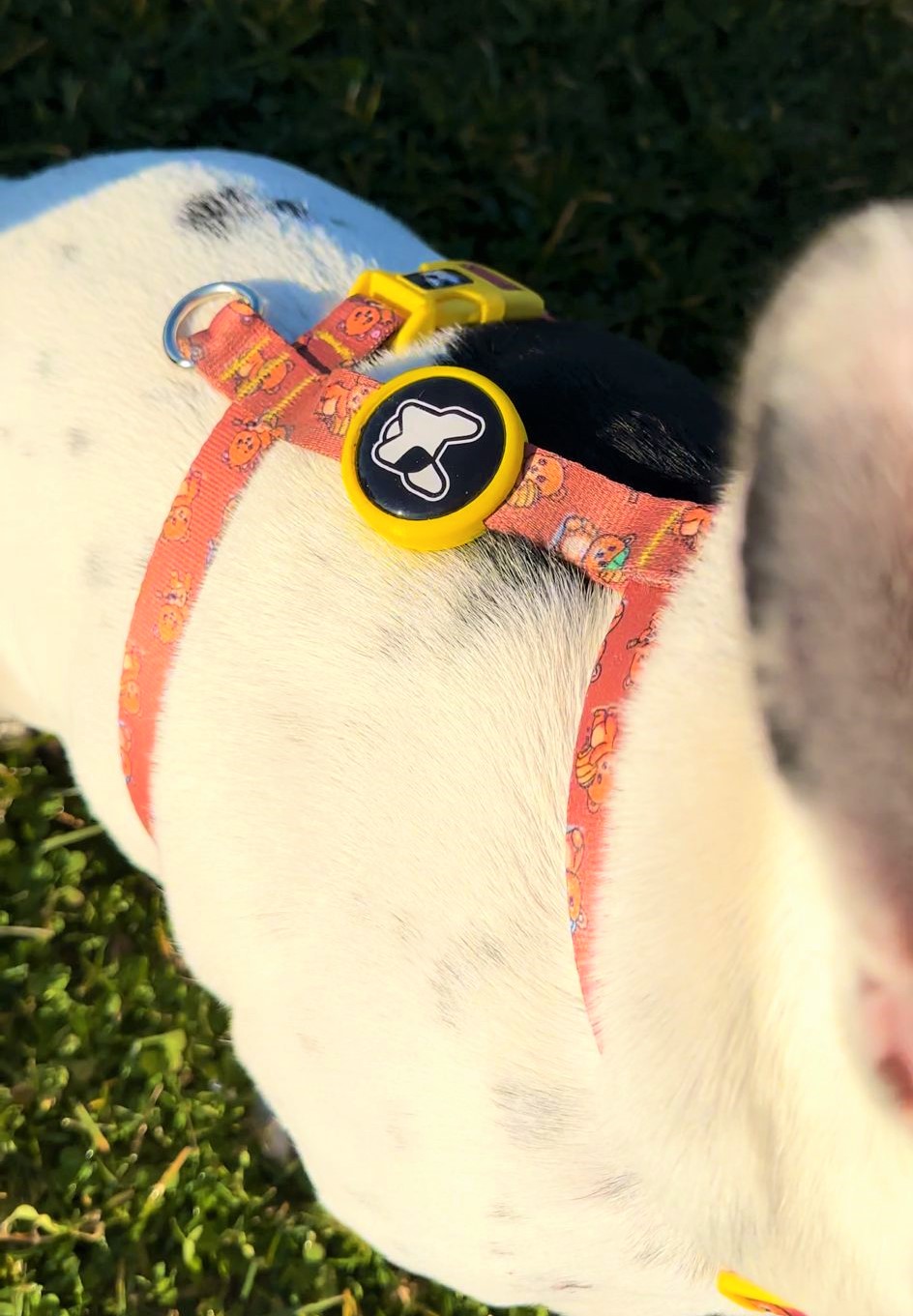 Dogness Teddy Köpek H Tipi Göğüs Tasması (Airtag Kapsül hediyeli)