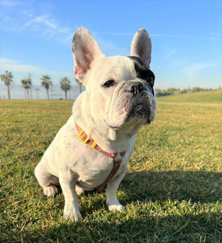 Dogness Teddy Köpek H Tipi Göğüs Tasması (Airtag Kapsül hediyeli)