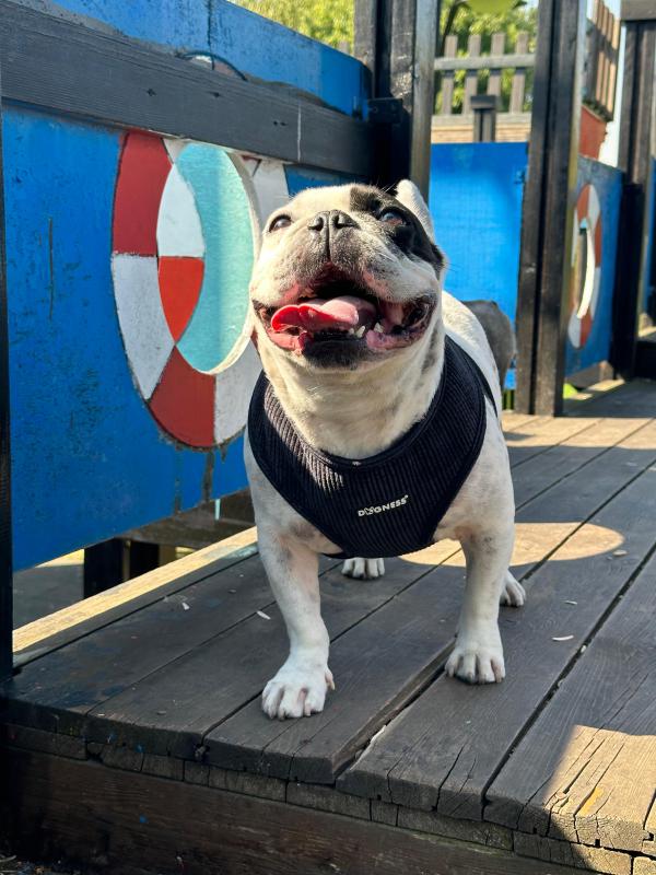 Dogness Lacivert Kadife Göğüs Tasması