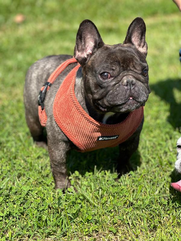 Dogness Kiremit Kadife Göğüs Tasması