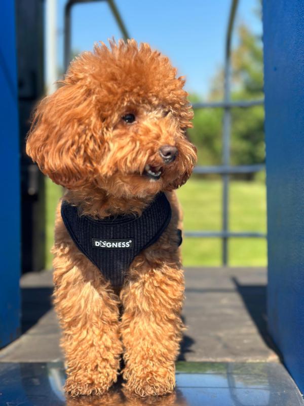 Dogness Lacivert Kadife Göğüs Tasması