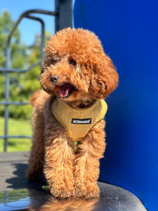 Dogness Hardal Kadife Göğüs Tasması
