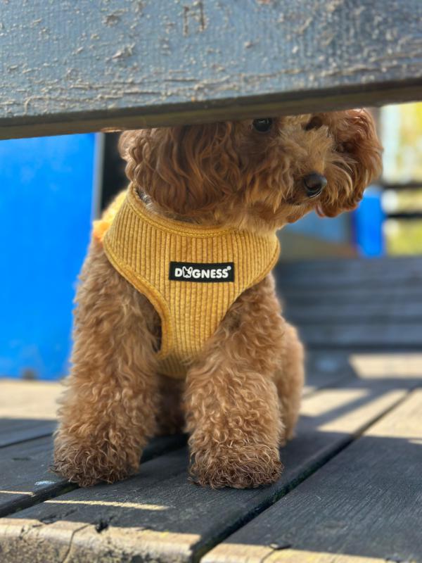 Dogness Hardal Kadife Göğüs Tasması