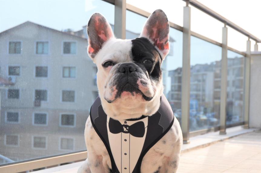 Köpek smokin