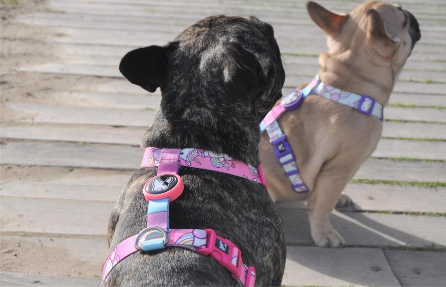 Airtag H tipi Köpek Tasması