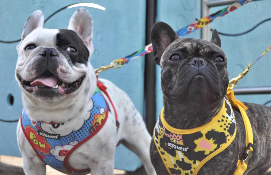 Köpek göğüs tasması